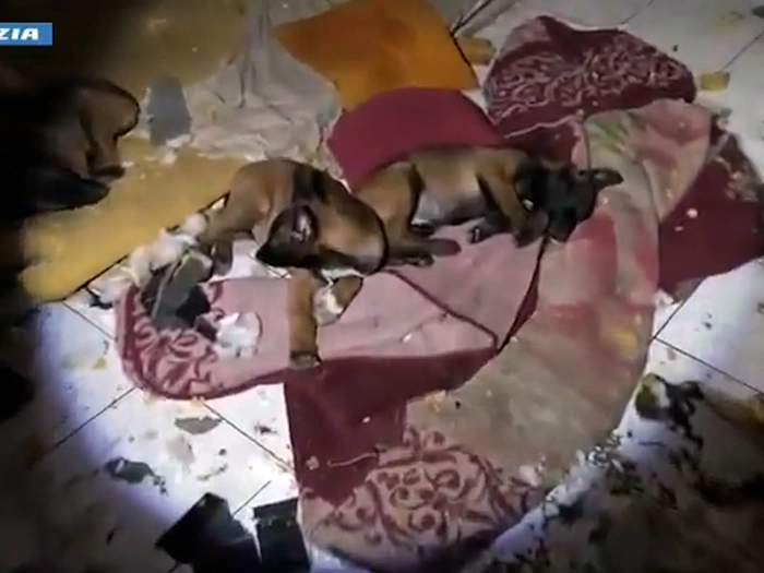 Polizei rettet Hundewelpen aus illegaler Zucht