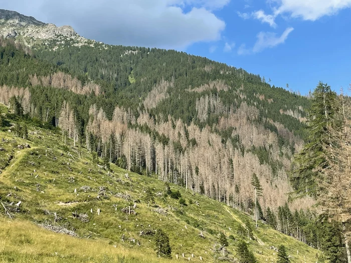 Der Klimawandel belastet die Alpenwälder