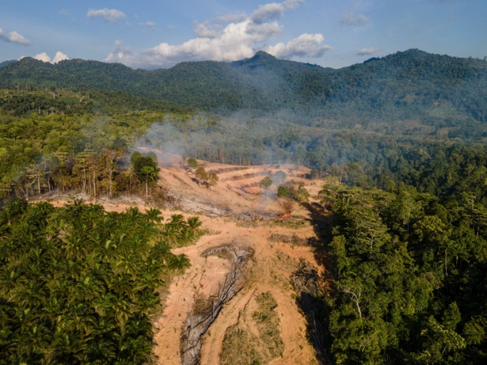 Südwind gegen weitere Aufweichung der Entwaldungsverordnung
