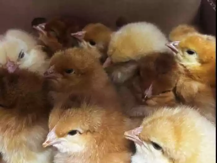 „Küken wie Gegenstände verpackt“