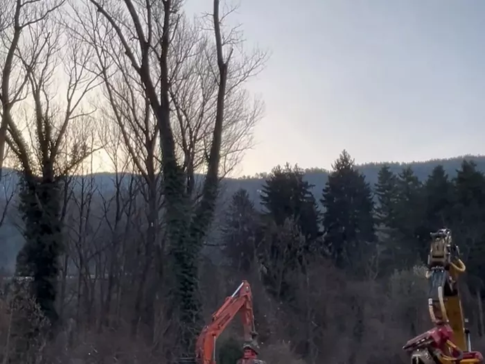 Brixner Auwald: Rodungsstopp bestätigt - hier fällt der größte Baum - VIDEO