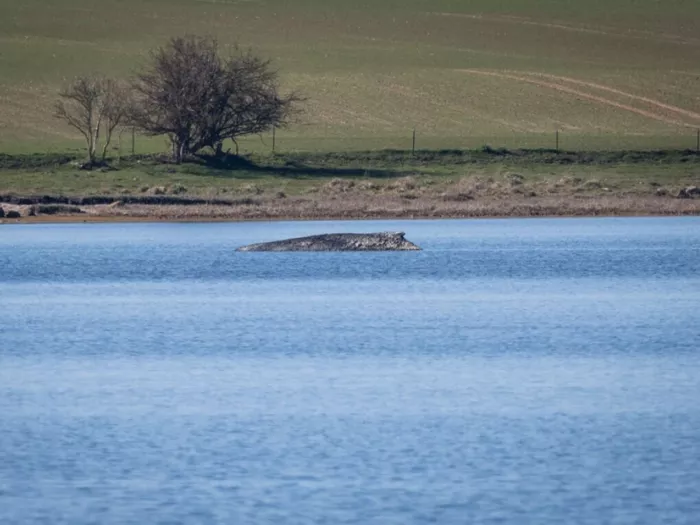 An deutscher Ostseeküste gestrandeter Buckelwal atmet weiter