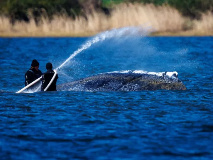Aktionen am Buckelwal in der Ostsee fortgesetzt