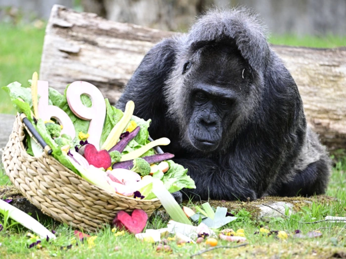 Berliner Gorilla-Dame Fatou feiert 69. Geburtstag