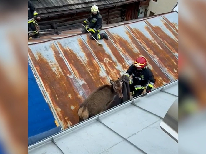 Hirschkuh verirrt sich auf Dach - VIDEO