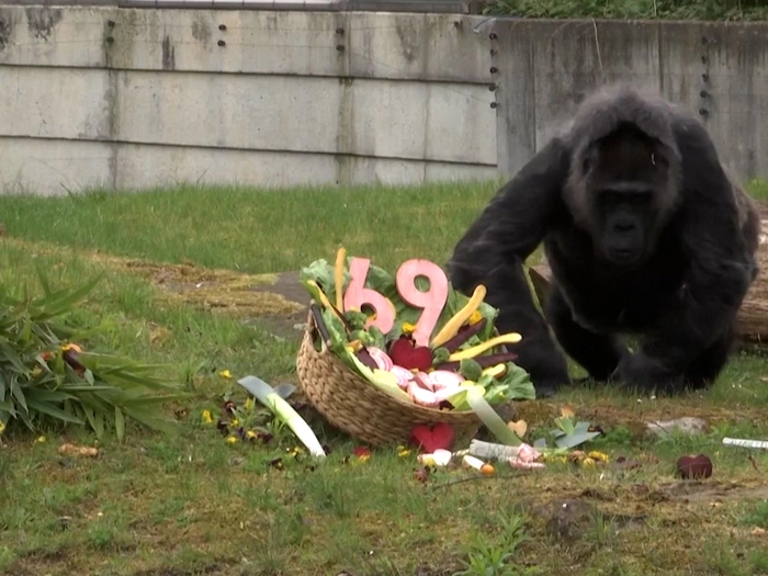 Happy Birthday: Der älteste Gorilla der Welt ist 69