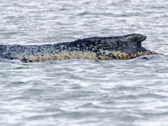 Experten gegen Lebendbergung von gestrandetem Wal