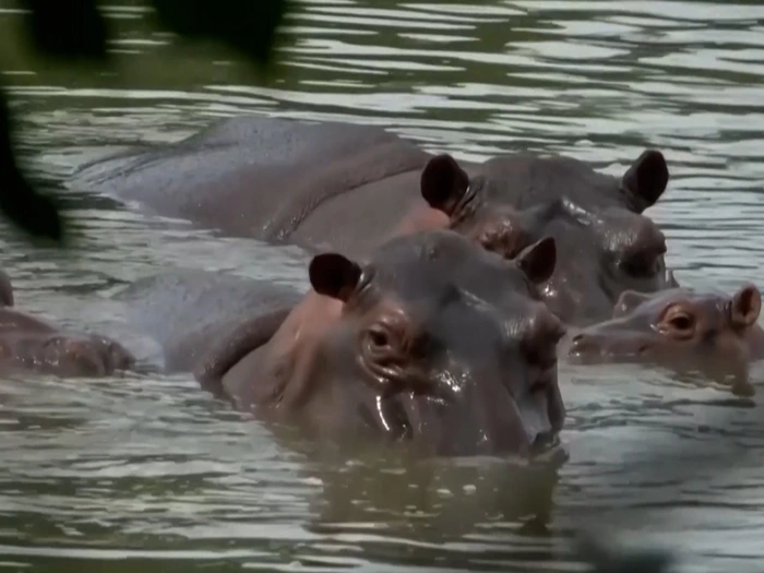 Flusspferde sollen gekeult werden - VIDEO