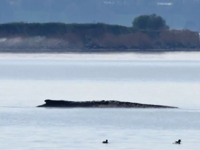 Buckelwal-Rettung in Ostsee gestartet