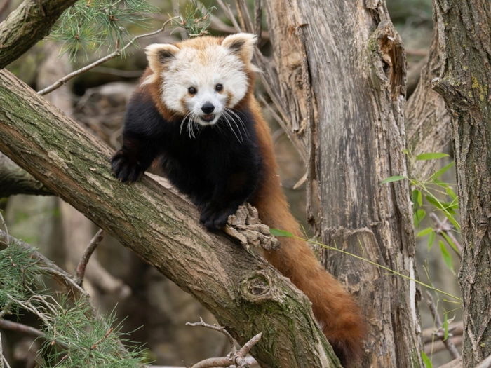 Neuzugang in Schönbrunn: Rotes Panda-Weibchen im Tiergarten
