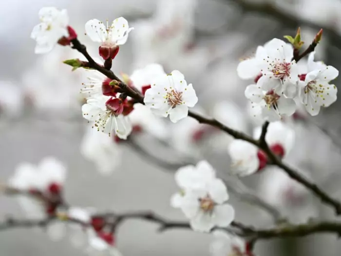 Nach dem Frühlingsstart kehrt der Frost wieder zurück