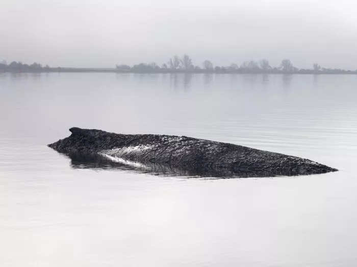 Gestrandeter Buckelwal: Rettung per Katamaran wird geprüft