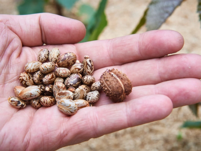 Doppelmordverdacht statt Lebensmittelvergiftung in Italien