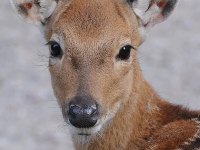 Tote Antilope in Tiergarten: Keine Spur zum Täter