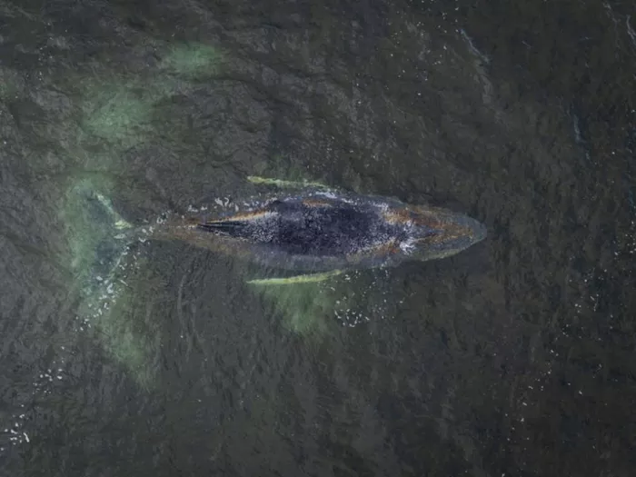 Buckelwal weiter vor der deutschen Ostseeküste
