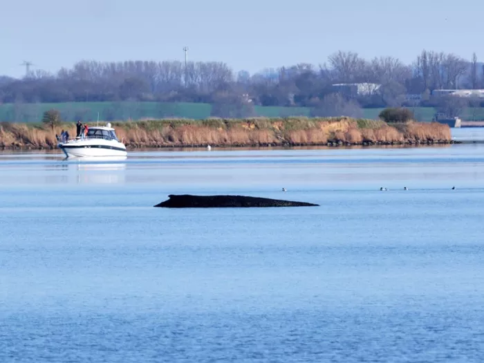Gestrandeter Wal in Deutschland noch am Leben