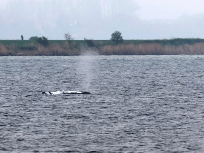 Abtransport von Wal vor Ostsee-Insel Poel wird vorbereitet