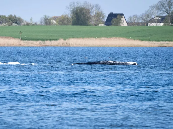 Gestrandeter Buckelwal - Start der Rettungsaktion