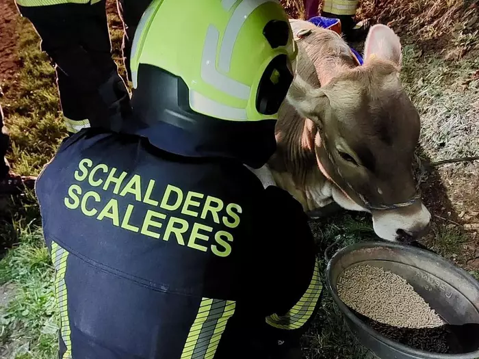 Ein Herz für Tiere: Kuh aus steilem Gelände gerettet