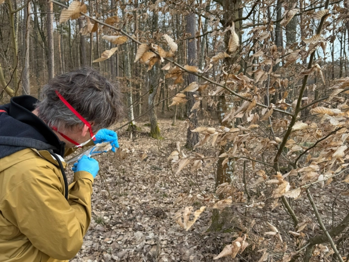 Asbest im Burgenland: Gutachten zu Steinbrüchen fertig