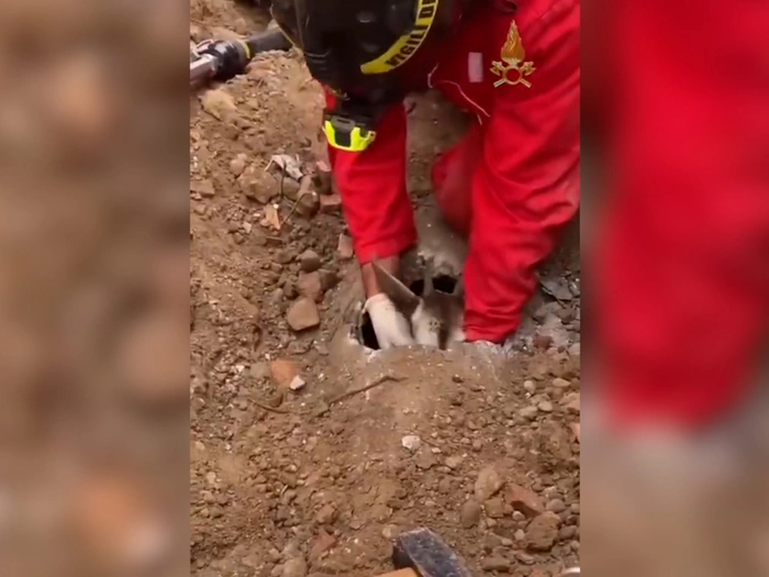 Kleine Ziege in großer Not: Feuerwehr greift ein - VIDEO