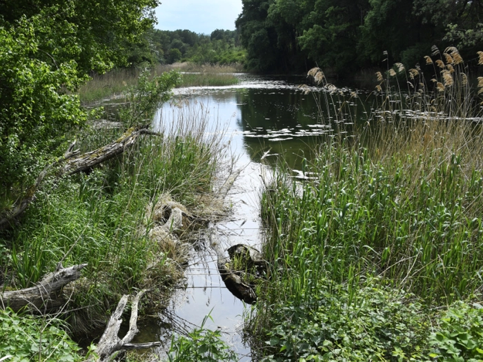 Trockenheit bedroht Untere Lobau im Nationalpark Donau-Auen