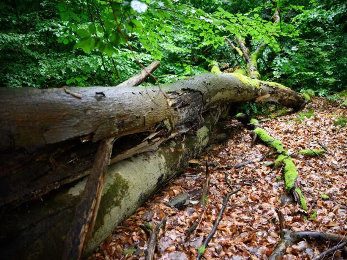 Waldbericht zeigt Fichten-Minus, mehr Vielfalt und Invasoren