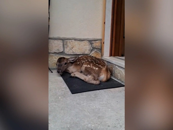 Viral: Rehkitz sucht Schutz in Eingangstür - VIDEO