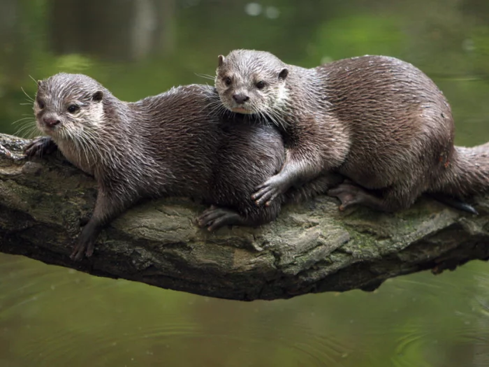 Seit 2020 rund 1.300 geschützte Tiere in Österreich getötet