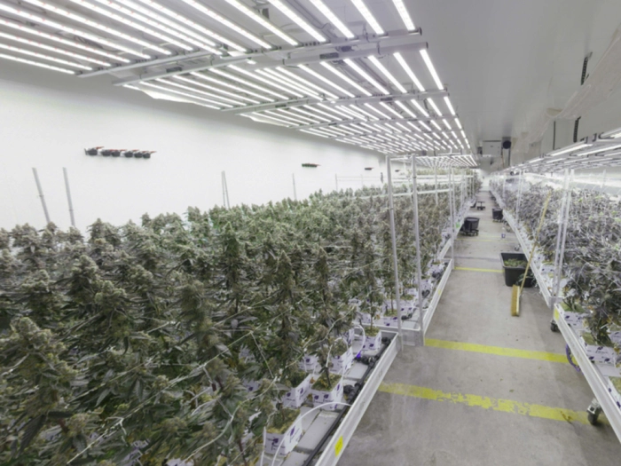 Eine Tonne Cannabis in Wien sichergestellt