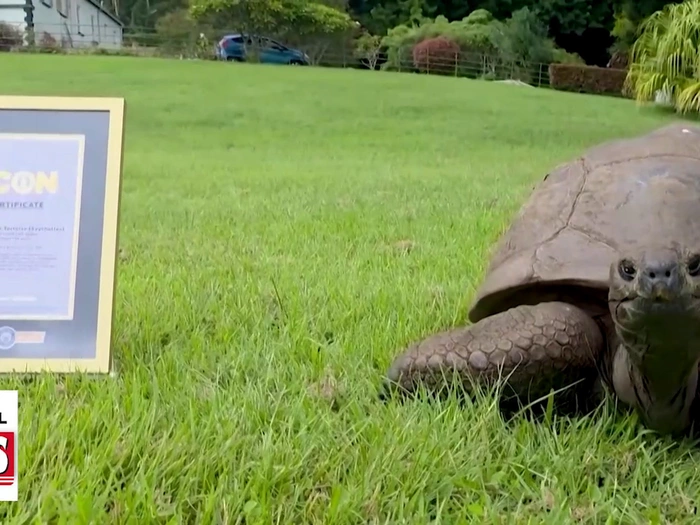 Älter als der Eiffelturm: Ehrung für Schildkröte Jonathan - VIDEO