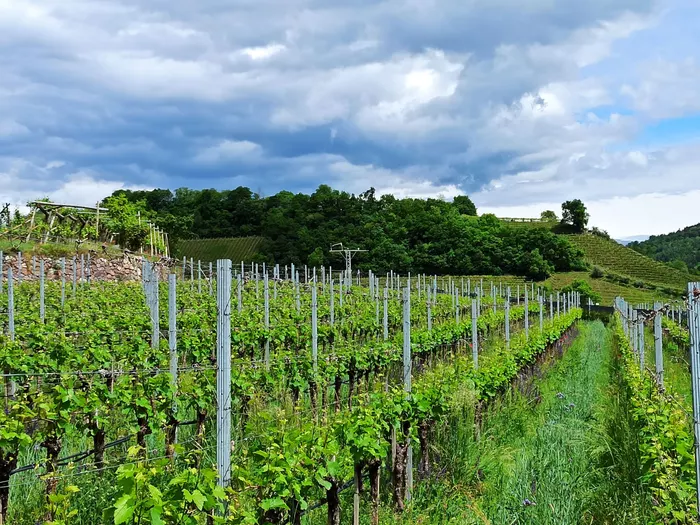 Welchen Wein werden wir morgen trinken?