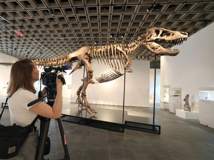 Rekord: T-Rex-Skelett für 50 Millionen Dollar versteigert