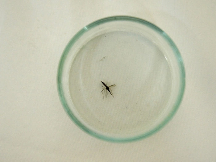 Vier Angestellte am Frankfurter Airport an Malaria erkrankt