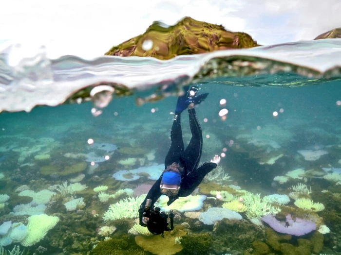 Warnung vor "Kollaps des Ökosystems" am Great Barrier Reef