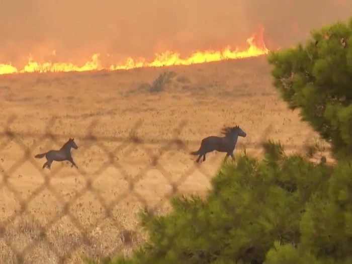 Athen: Pferde fliehen vor Waldbrand - VIDEO