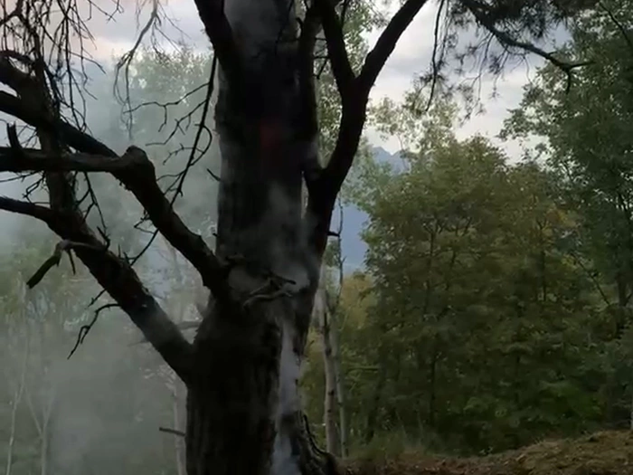 Blitzeinschlag in Baum fordert Feuerwehr Plaus