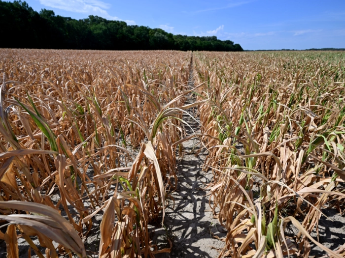 Klimawandel macht Umbau des ganzen Ernährungssystems nötig