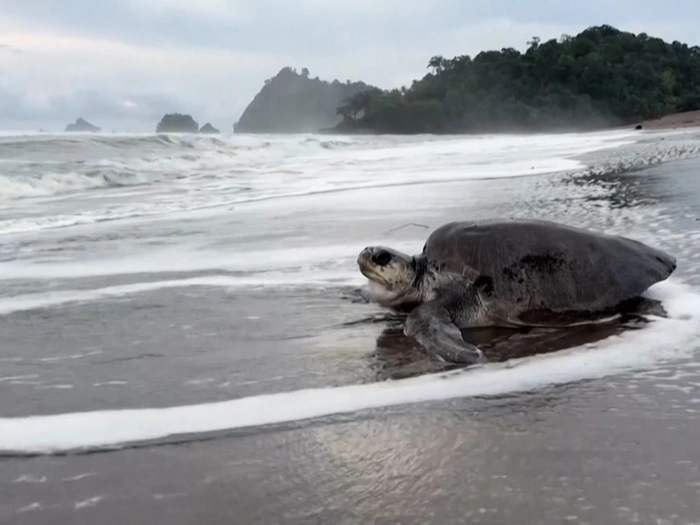 Erstmals seit 1997 wieder Lederschildkröten nachgewiesen - VIDEO