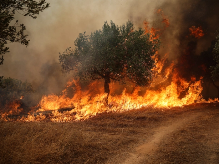 Waldbrände bei Athen wüten vierten Tag in Folge