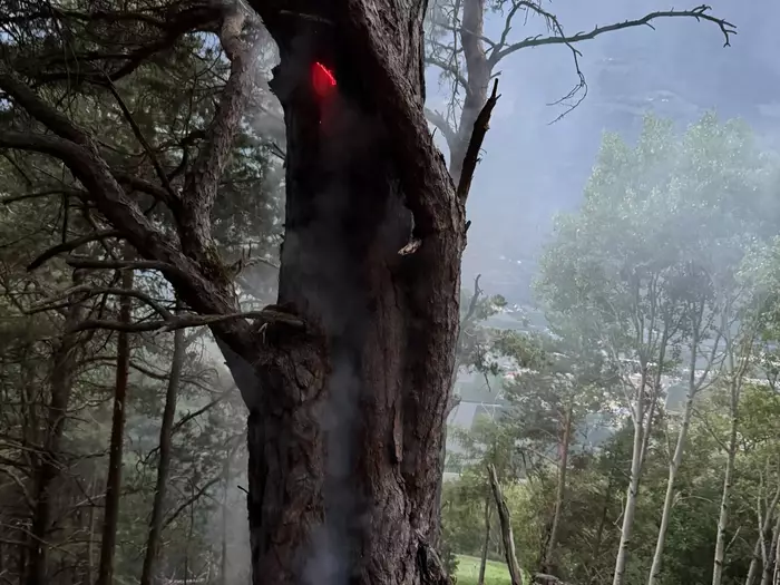 Blitzeinschlag in Baum fordert Feuerwehr Plaus