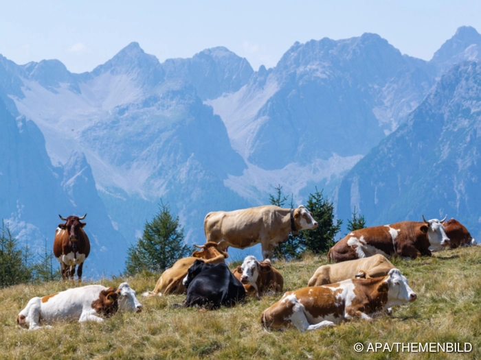 Urlaub in Österreich heuer stärker gefragt