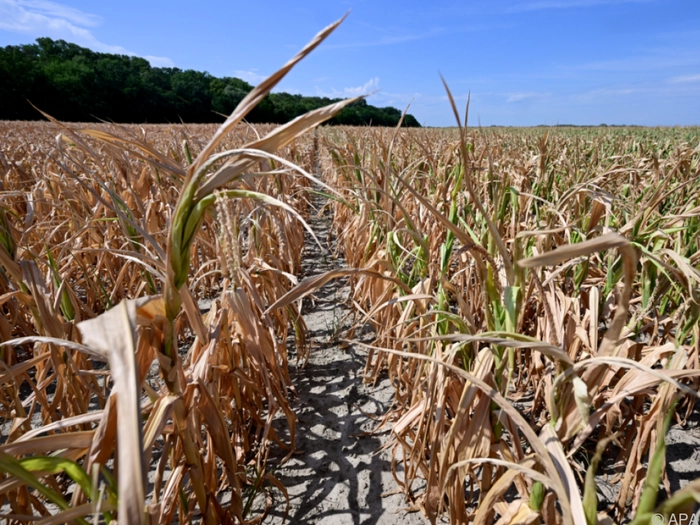 Herbst-Ernte fällt in Österreich noch schlechter aus als erwartet