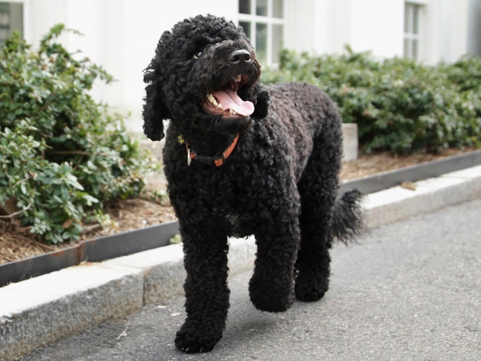 Früherer "First Dog": Obamas Hund Sunny ist tot