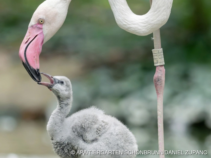 Flamingo-Nachwuchs im Tiergarten Schönbrunn