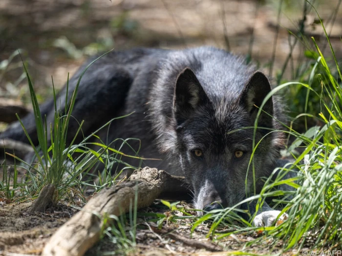 Wolf in Tirol ohne Abschussverordnung geschossen
