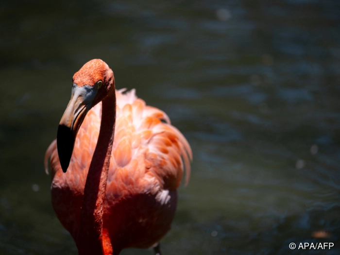 Hotelgast in den USA nach Flamingo-Diebstahl verurteilt