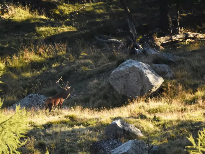 Wildtiere schützen, Tierhaltung verbessern