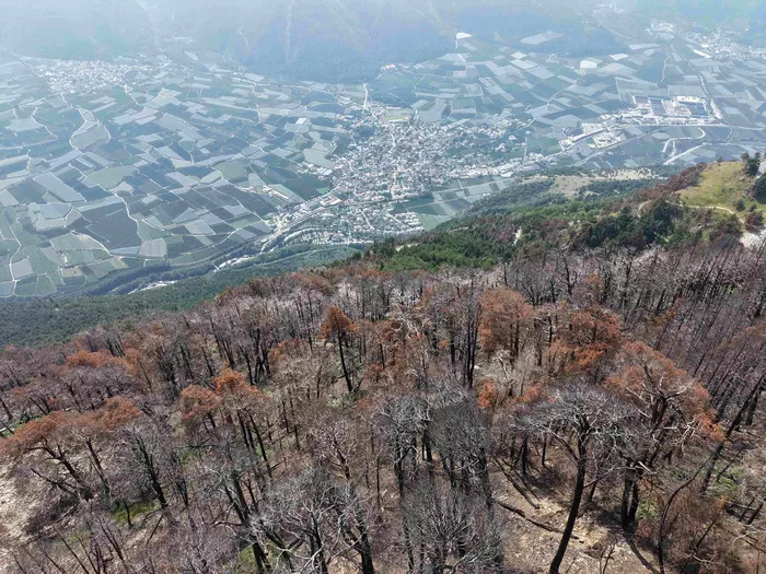 Waldbrände in den Alpen: Wie lassen sich Ökosysteme wiederherstellen