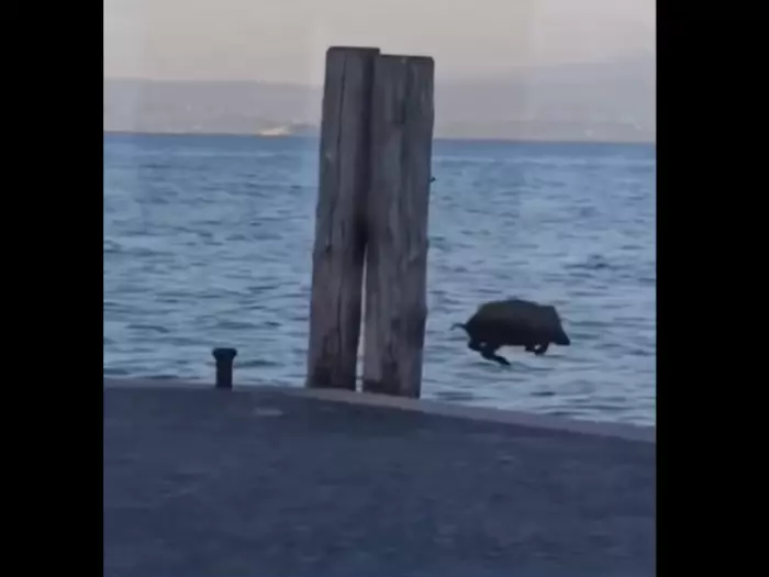 Nasses Vergnügen: Wildschwein fühlt sich sauwohl am Gardasee - VIDEO